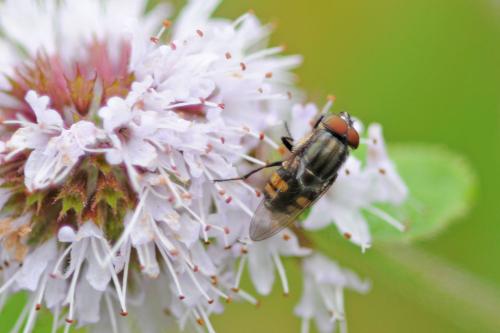Stomorhina lunata